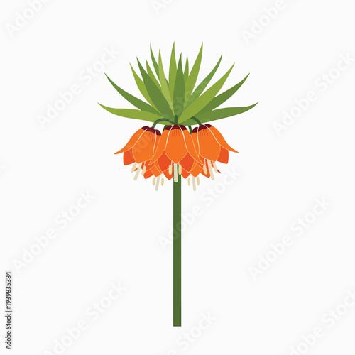 A vibrant illustration of a crown imperial flower, featuring striking orange bell-shaped blossoms topped with a crown of green leaves.
