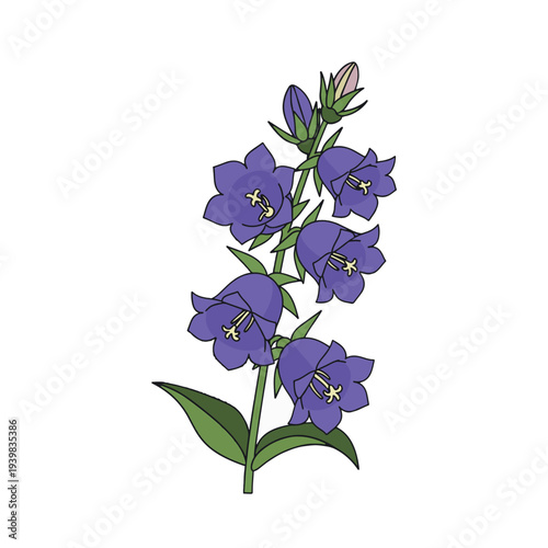 A drawing of purple bell-shaped flowers on a green stem with leaves and a bud.