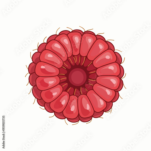 A vibrant, stylized top-down illustration of a ripe raspberry, showcasing its segmented drupelets and central core.
