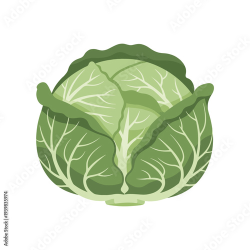 An illustration of a whole, round green cabbage with visible leafy layers, set against a plain white background.