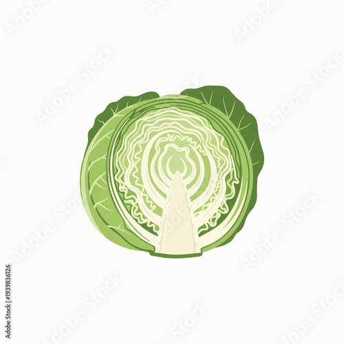 A vibrant green cabbage, cut in half, revealing its white core and tightly packed concentric layers of leaves. Illustrated on a clean white background.