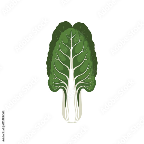 Vector illustration of a single bok choy (pak choi) with vibrant green leaves and a thick white base, depicted on a clean white background.