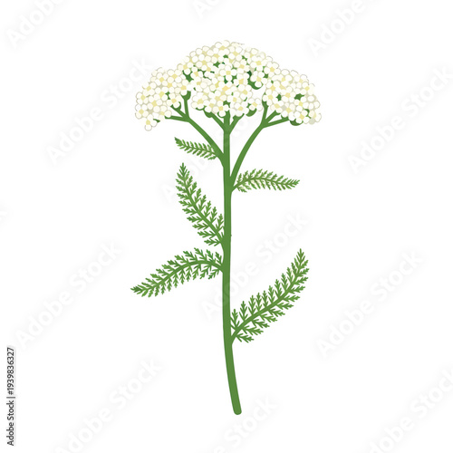 A botanical illustration of a yarrow plant, showcasing a dense cluster of small white flowers atop a green stem with characteristic feathery green leaves.