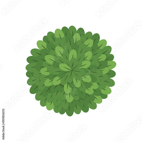 Top-down illustration of a lush, round green bush with layered leaves, creating a full, compact appearance against a white background.