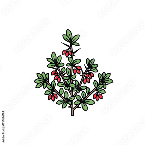 An isolated illustration of a thorny barberry shrub with green leaves and numerous clusters of bright red berries, rendered in a simple line art style.