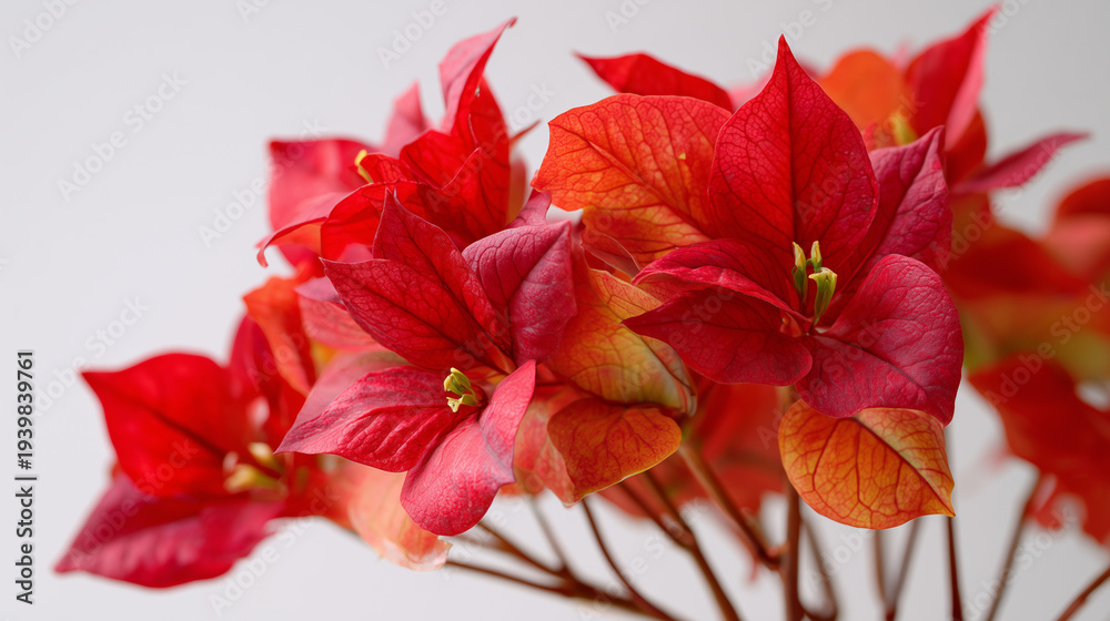 Fototapeta premium Close up of beautiful red bougainvillea flowers floral arrangement nature photography art print home decor