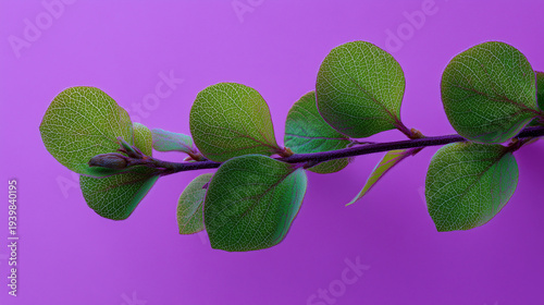 Close up green leaves on branch against purple background nature photography plant leaf botanical study