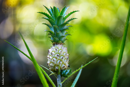 Close-up of Wild Pineapple (Ananas comosus var. microstachys) in a Tropical Garden