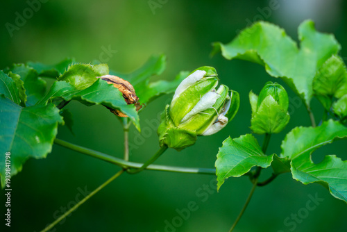 Developing Flower Buds of a Passion Fruit Vine in a Tropical Orchard
