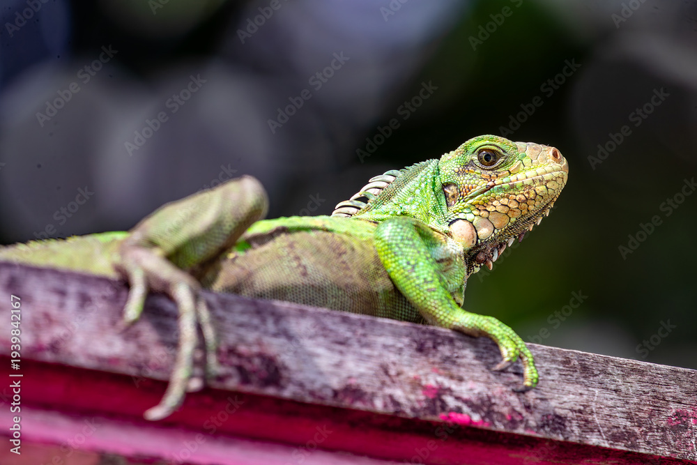 Fototapeta premium Young green iguana on wood, close-up of scales and eye, tropical wildlife in French Guiana, South America.