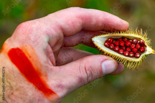 Hand holding annatto seeds (Bixa orellana) with red pigment stain on skin, natural dye from French Guiana