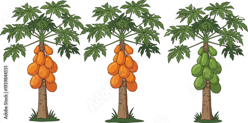 Papaya tree illustration collection showing ripe orange papaya fruits and unripe green papaya growing on tropical plant isolated botanical agriculture design