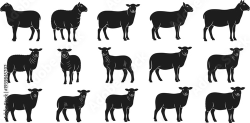 Sheep silhouettes set, farm livestock animal collection with multiple poses, black vector illustration for agriculture, rural design, wool industry graphics