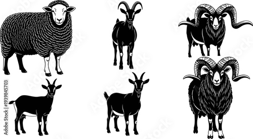 Sheep, ram and goat silhouettes collection, horned farm livestock illustrations, detailed black vector animals isolated on white background for agriculture design