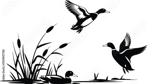 Silhouette of ducks flying and swimming near lake reeds, wildlife nature vector illustration, waterfowl scene, natural wetland ecosystem and bird life design