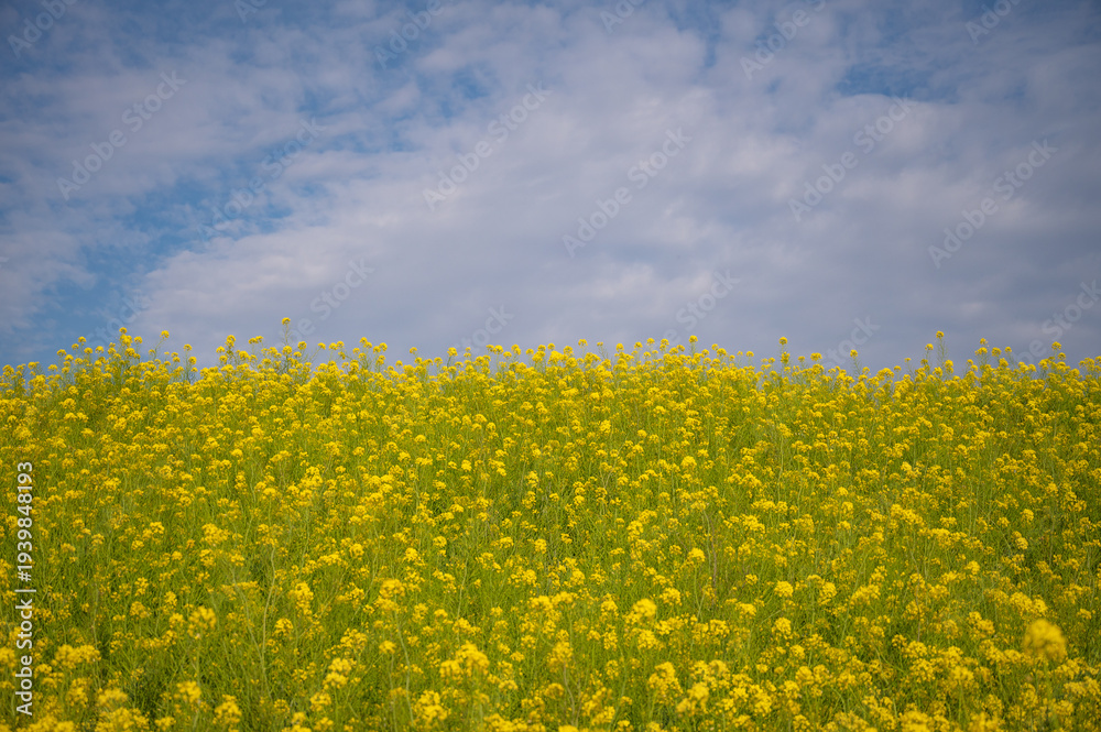 Fototapeta premium 菜の花の咲く河川敷
