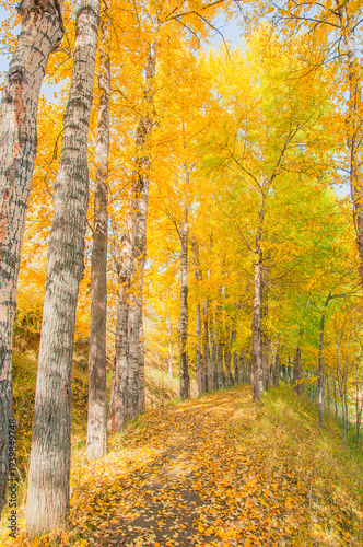 фотографія Golden Birch Forest on an Autumn Morning in Huangyuan County, Qinghai, China