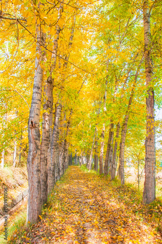 Fotografie Golden Birch Forest on an Autumn Morning in Huangyuan County, Qinghai, China