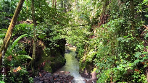 Tropical trees in Ubud Monkey Forest Bali