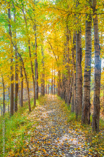 Принти на полотні Golden Birch Forest on an Autumn Morning in Huangyuan County, Qinghai, China