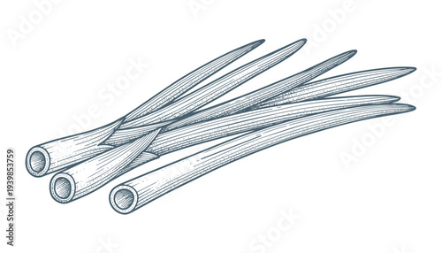 Bundle of dried chilis, spicy peppers illustration, ingredient for cooking, vector art