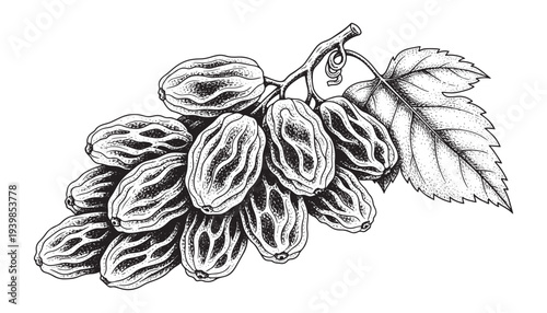 Bunch of raisins with leaf, dried grape illustration for baking and cooking, vector