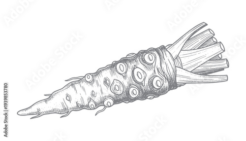 Horseradish root illustration, raw vegetable vector for cooking, healthy ingredient