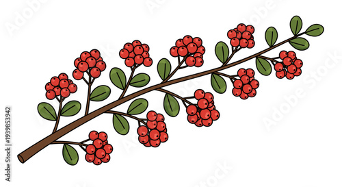 Vibrant red berry cluster on a thin branch with green leaves botanical illustration isolated on white background