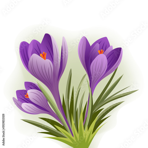 Vector drawing of crocuses isolated on white background, spring flowers, primary flowers