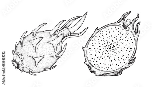Dragon fruit vector illustration drawing. whole and half pitaya fruit sketch set. black and white