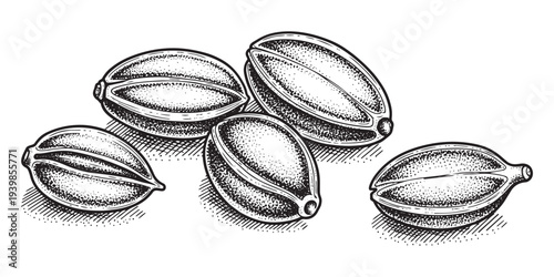 Vector illustration of caraway seeds. hand drawn caraway seeds sketch. culinary spice drawing