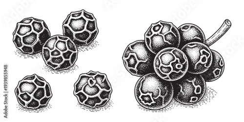 Black pepper vector illustration isolated on transparent background, detailed hand drawn sketch style