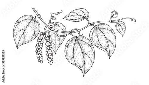 Black pepper plant branch with hanging berries and detailed leaves vector illustration sketch style