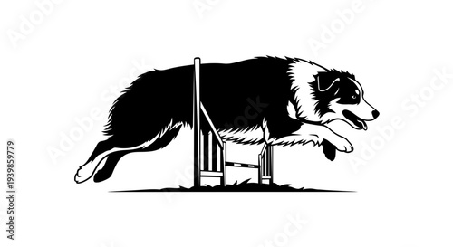 Intense Australian Shepherd Silhouette Mid-Jump Agility Course