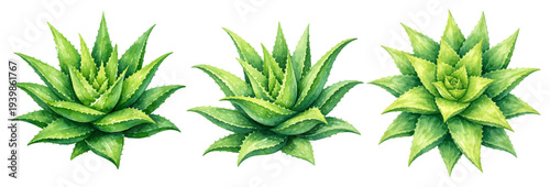 A charming watercolor collection of aloe vera succulent plants with layered green leaves for botanical plant illustrations and natural herbal design.
