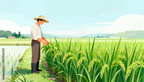 Farmer stands in lush rice field under soft sky. Hands gently touch golden stalks, showing care. Rice grows tall, ready for harvest. Vibrant green and yellow hues reflect season