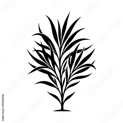 Ornamental Grass Plant