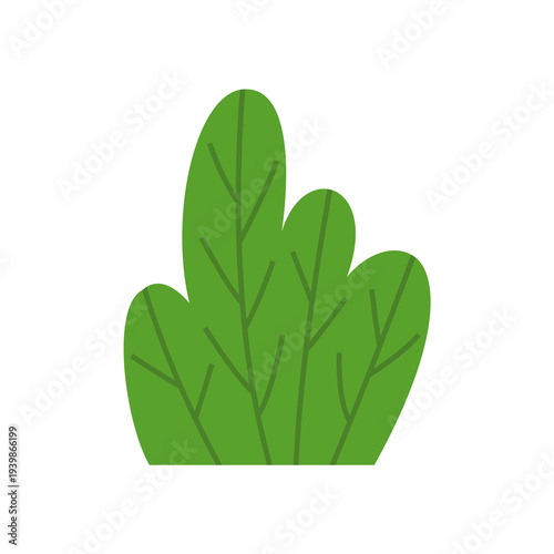 Green bush shrub plant design element isolated on white background.