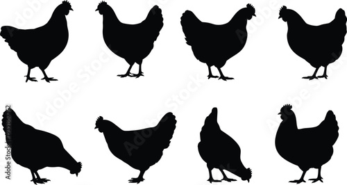 Chicken silhouette collection farm poultry birds standing and pecking black vector illustration isolated on white background