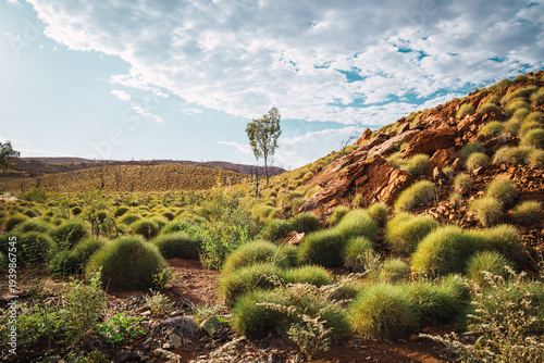 Australian outback pilbara desert landscape with spinifex grasses