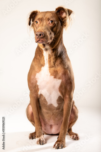 Beautiful Brown Dog In Studio with a White Backdrop