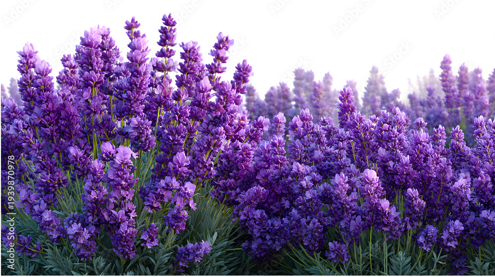 Obraz premium Blooming_lavender_field_detais isolated on transparent background