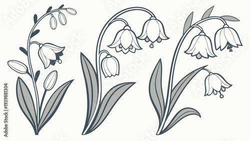 Minimalist Lily of the Valley Vector Illustration Floral Set