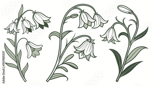Hand Drawn Botanical Bellflower Vector Illustration Set