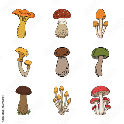 Mushroom varieties set hand drawn style