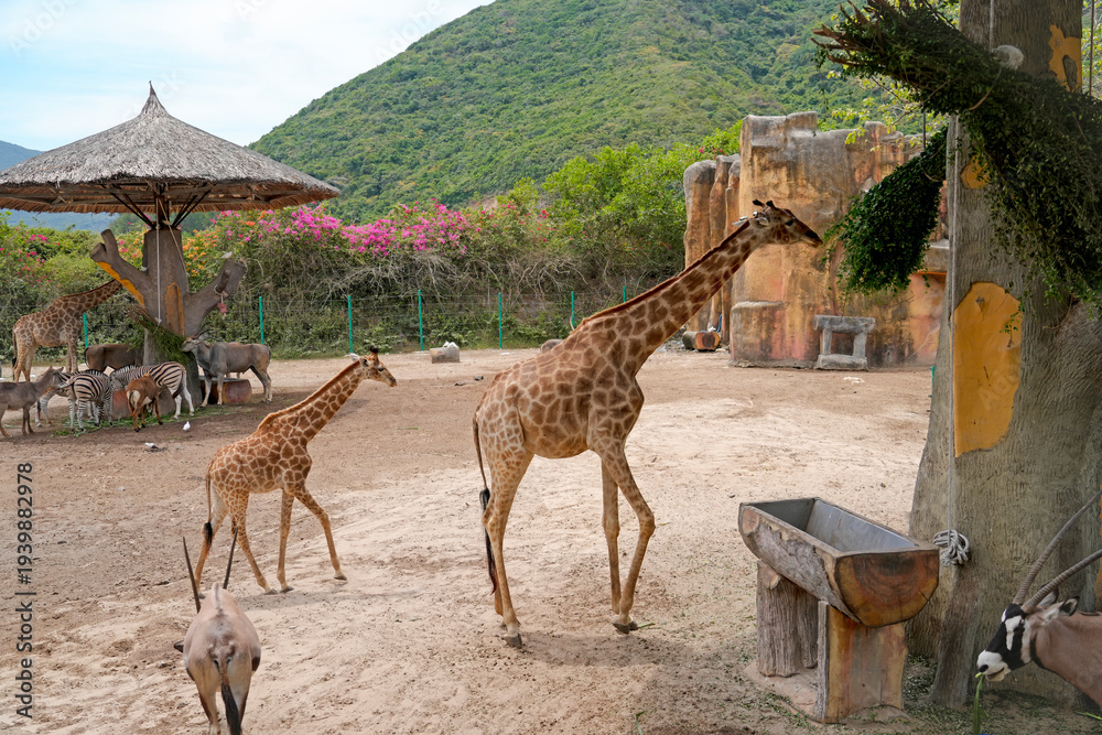 Obraz premium Giraffes walk around an outdoor zoo area with other animals like zebras and antelopes. The scene shows a natural landscape with greenery and a shelter