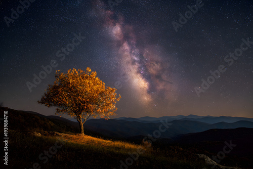 Tree under starry night sky.