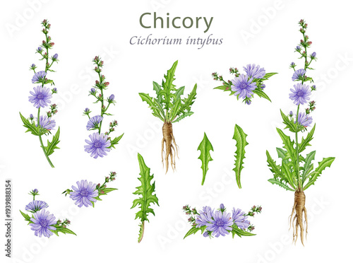 Bild auf Leinwand Hand drawn chicory plant, flowers, leaves and roots watercolor illustration set