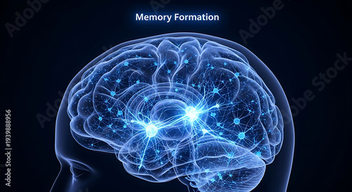 Human brain anatomy illustration showing memory formation process with glowing neural connections and networks on dark background