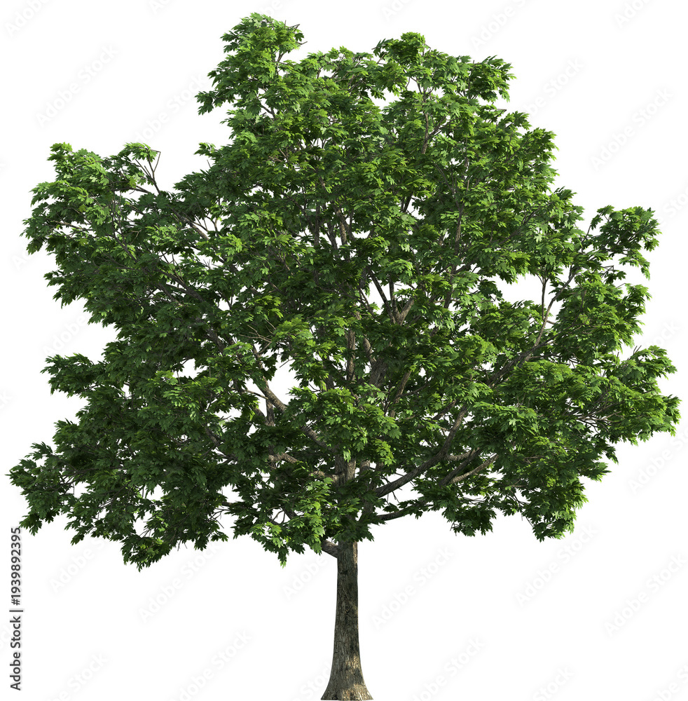 Obraz premium Large green tree with lush foliage on white background